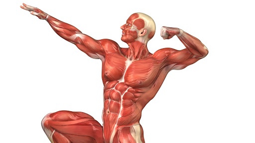 Tìm hiểu cơ bắp mạnh nhất trong cơ thể con người 4