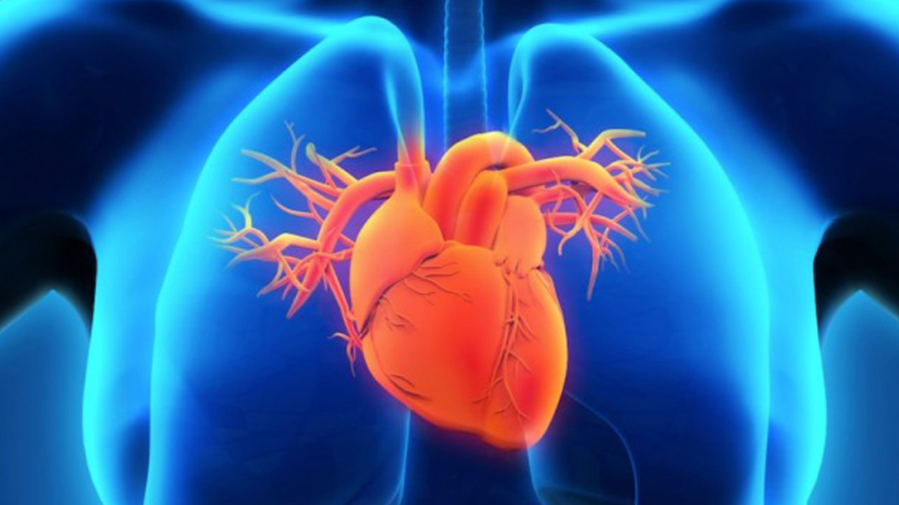 Trái tim nằm ở phía nào trong lồng ngực?
