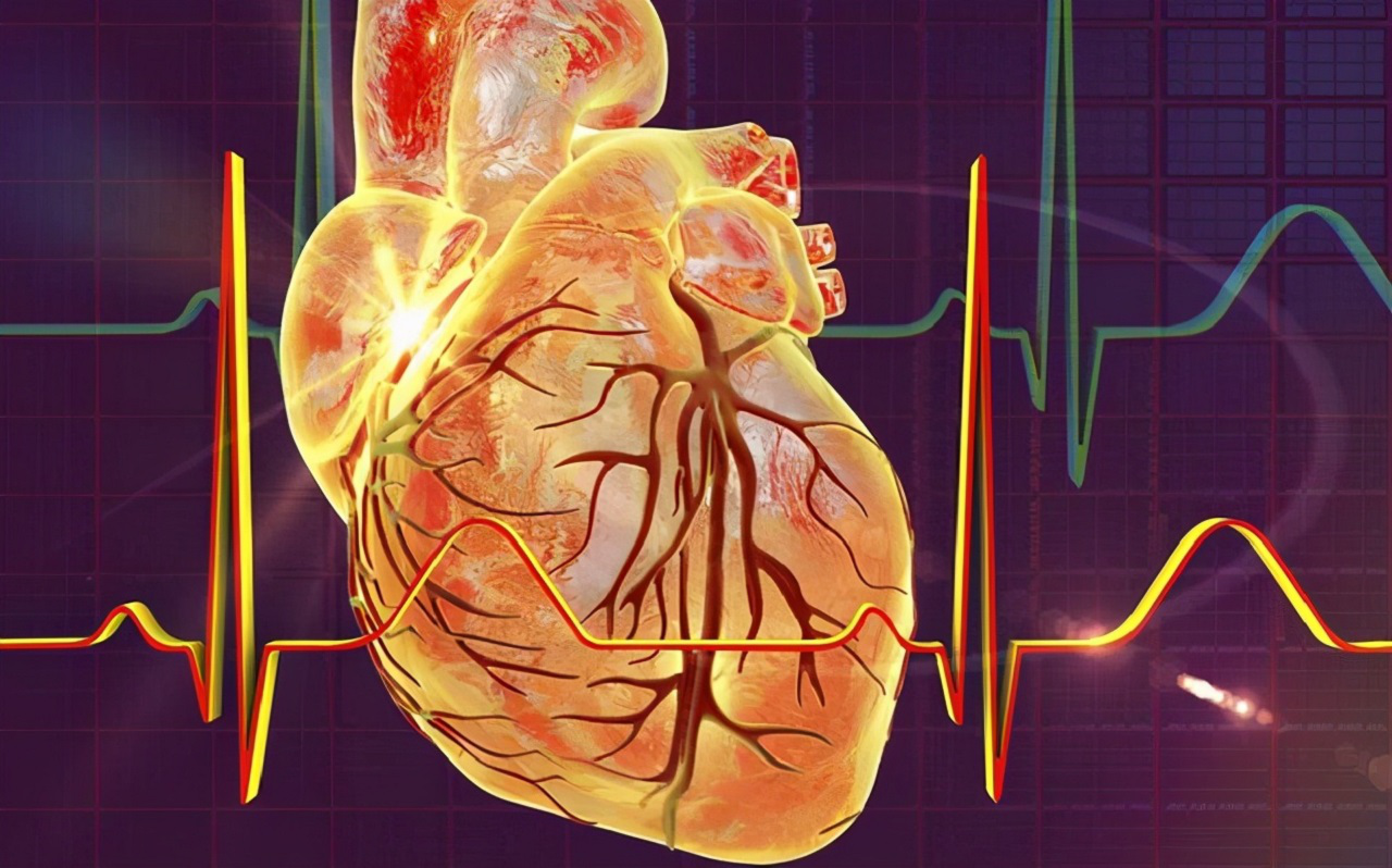 Có những ngăn nào trong tim người?
