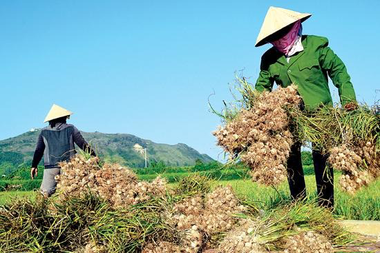 Tỏi Lý Sơn có tác dụng gì? 1