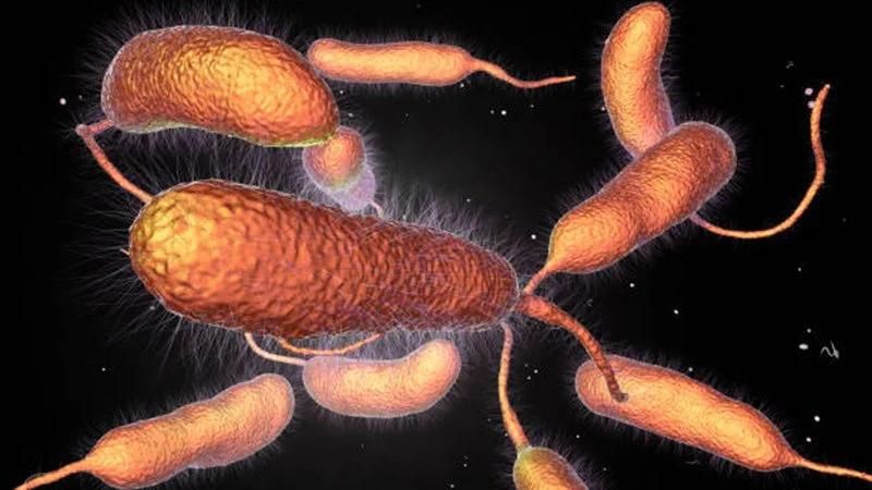 Triệu chứng nhiễm khuẩn do Vibrio parahaemolyticus 1