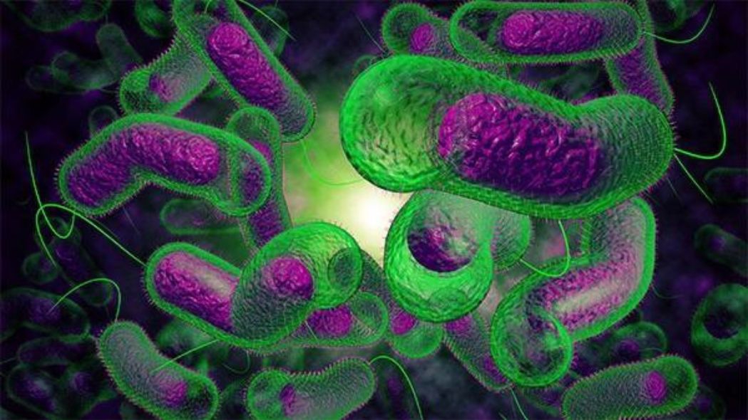 Triệu chứng nhiễm khuẩn do Vibrio parahaemolyticus