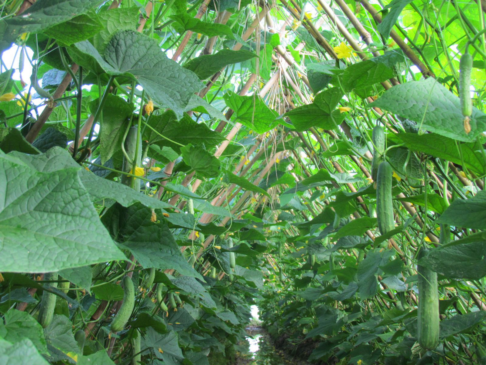 Dưa leo là loại cây được trồng ở vùng nhiệt đới và cận nhiệt