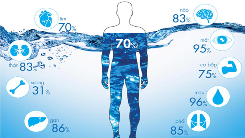 Tỷ lệ nước trong cơ thể người là bao nhiêu? 1
