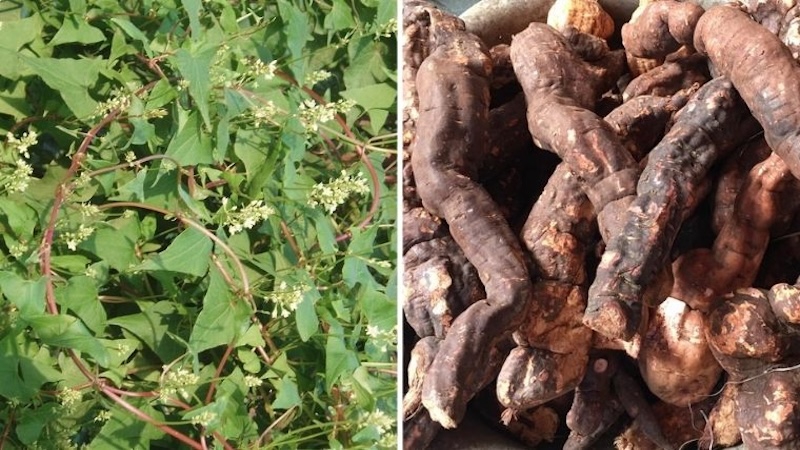 Uống hà thủ ô có đẹp da không? Những thông tin cần biết về hà thủ ô