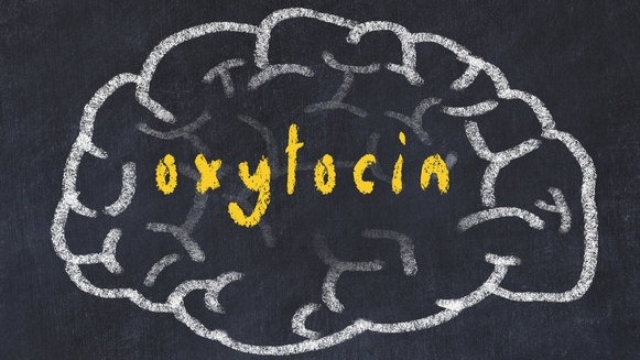 Vai trò của oxytocin trong cơ thể