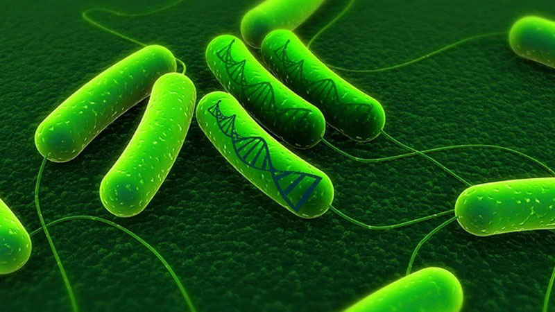 Vi khuẩn HP có tái nhiễm không? Làm sao để phòng tránh tái nhiễm vi khuẩn HP? 1