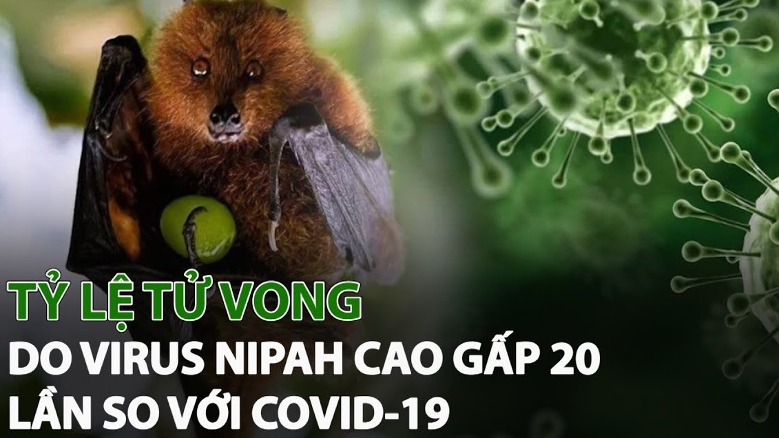 Vi rút Nipah và những thông tin ai cũng cần biết