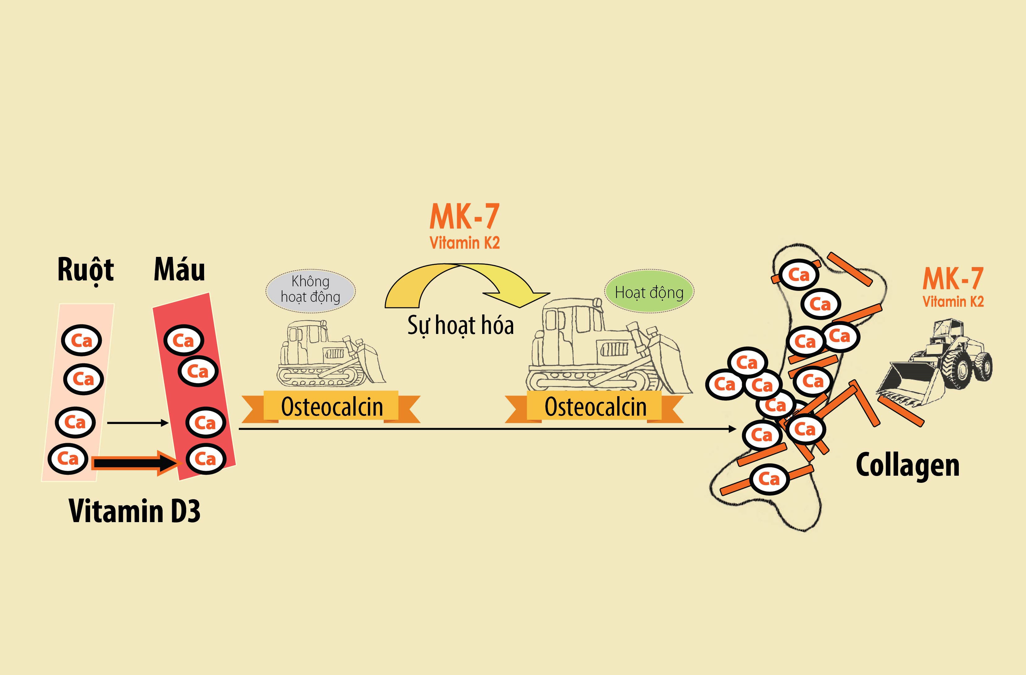 Vitamin D3 K2 MK7 có tác dụng gì trong quá trình hấp thụ canxi và phát triển xương?