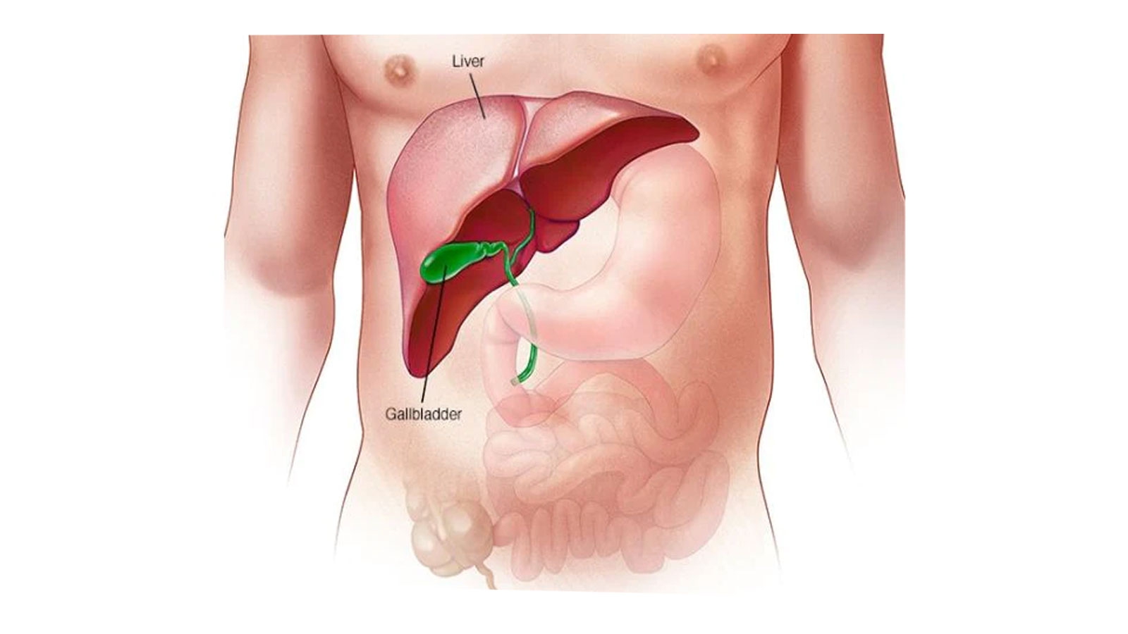 Vì sao uống thải độc gan bị nổi mụn?