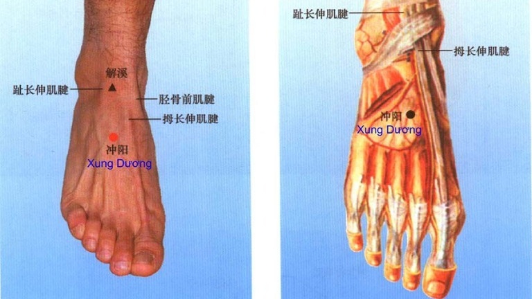 Vị trí của huyệt Xung Dương nằm ở đâu?