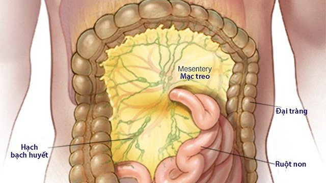 Viêm hạch mạc treo do đâu?