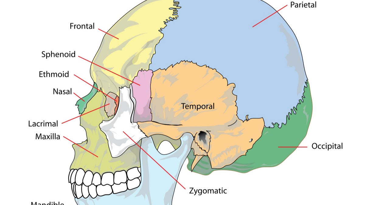 Xương chẩm là gì? Một số vấn đề liên quan đến xương chẩm thường gặp