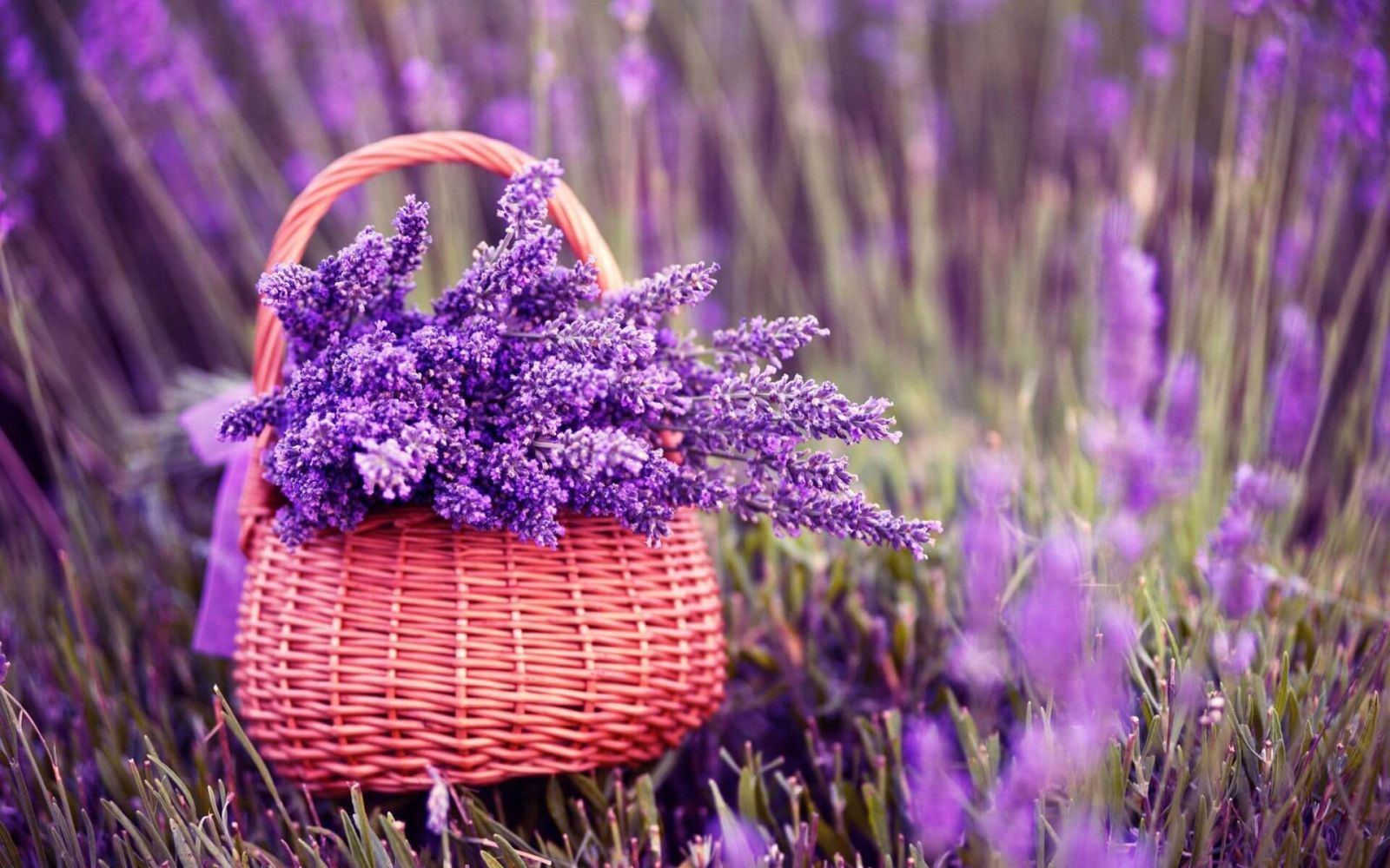 Ý nghĩa của hoa oải hương lavender | Tinh dầu Kobi
