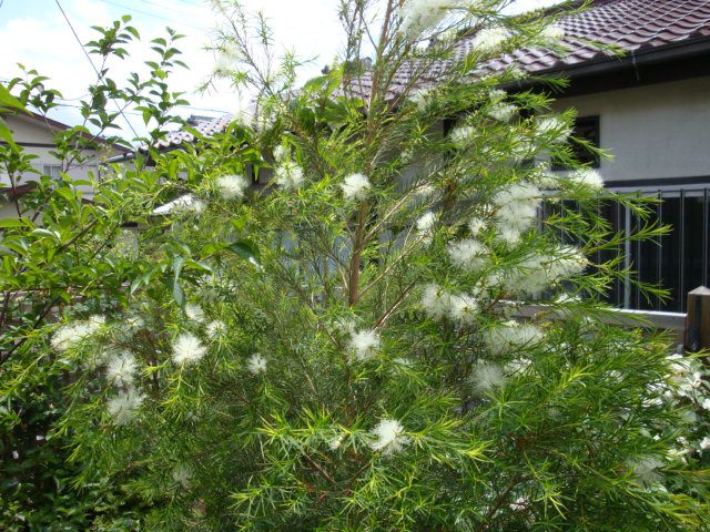 Melaleuca Alternifolia là gì? Công dụng của Melaleuca Alternifolia đối với làn da 1