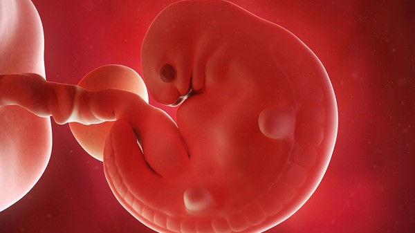 11 dấu hiệu rụng trứng gặp tinh trùng không thể nhầm lẫn 4