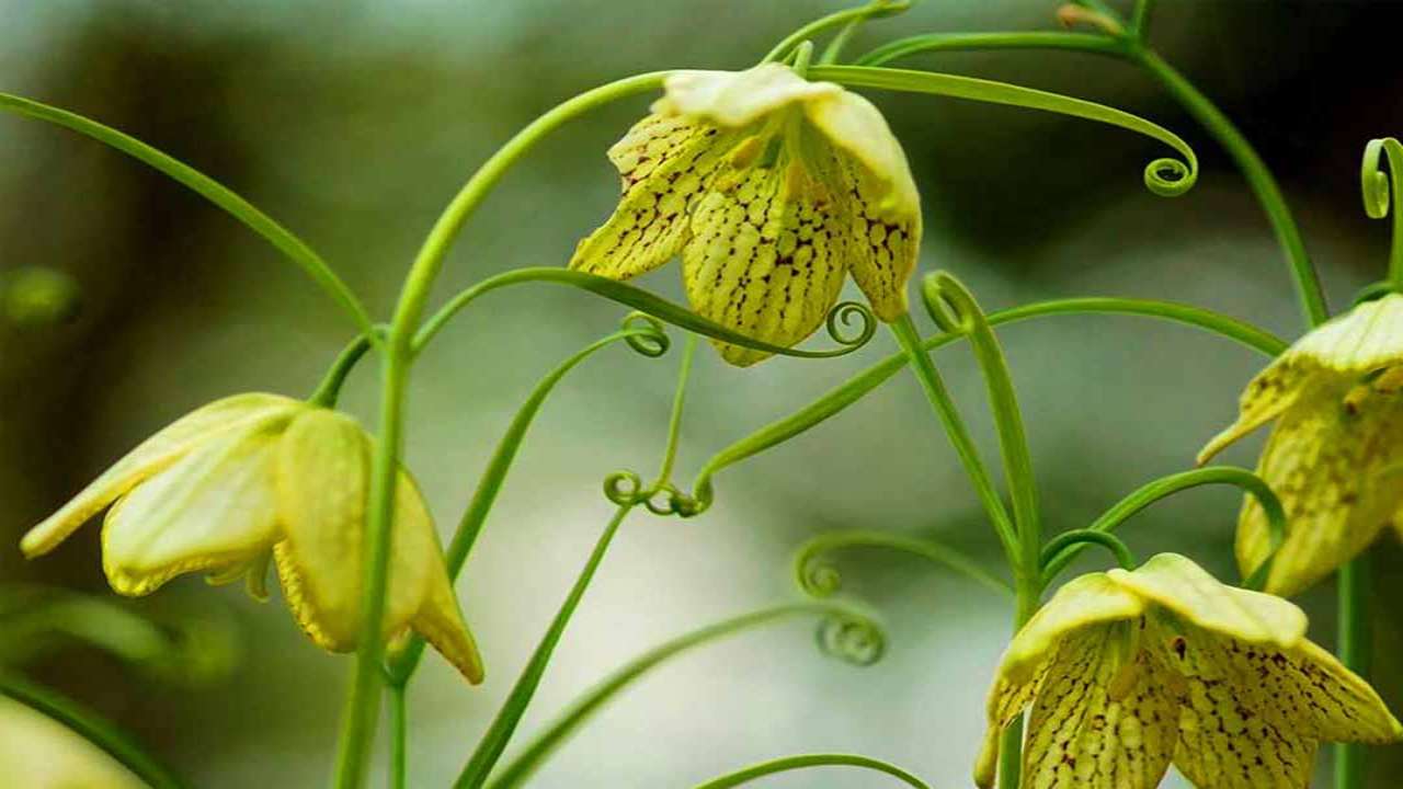 Cây Xuyên bối mẫu