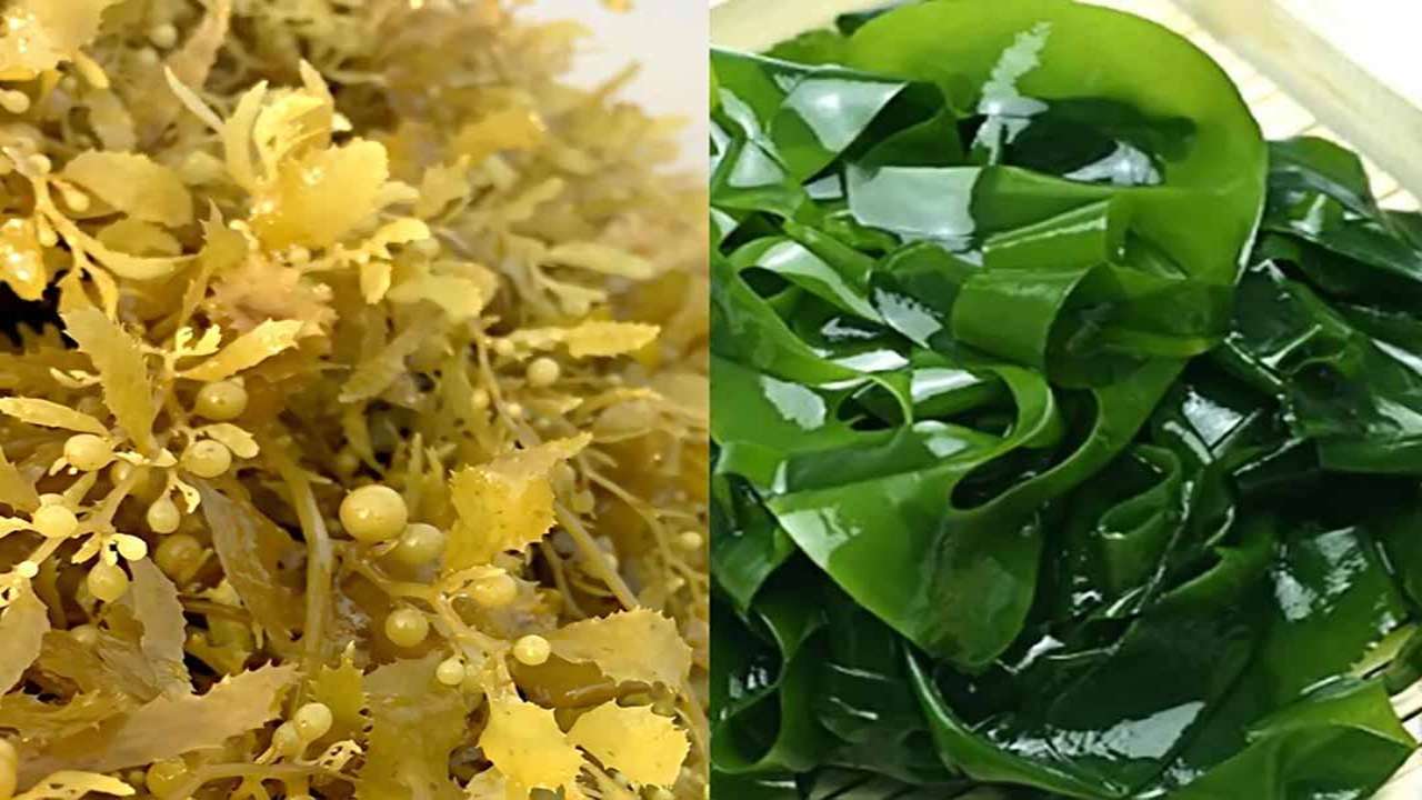 Hải tảo phơi khô