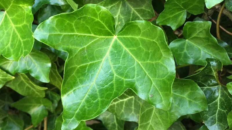 Tổng hợp những loại siro ho lá thường xuân phổ biến hiện nay 1