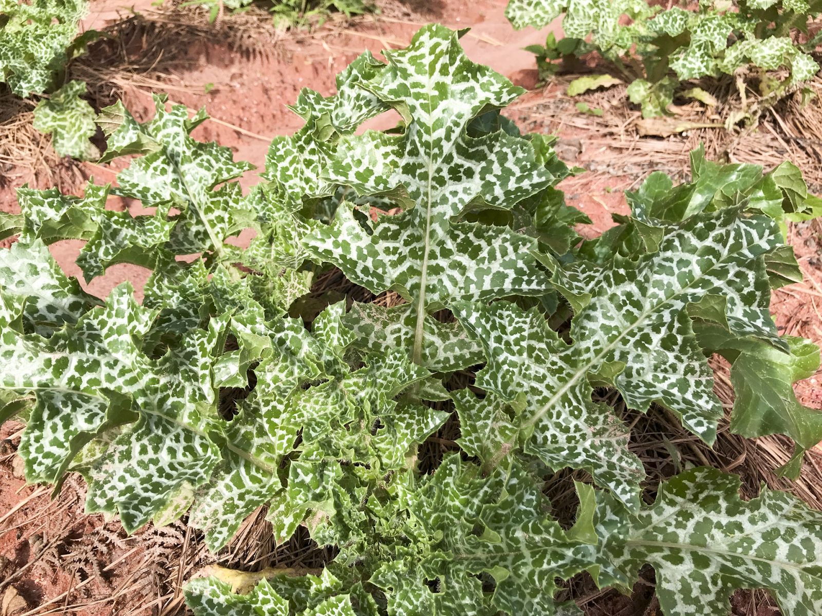 dược liệu kế sữa