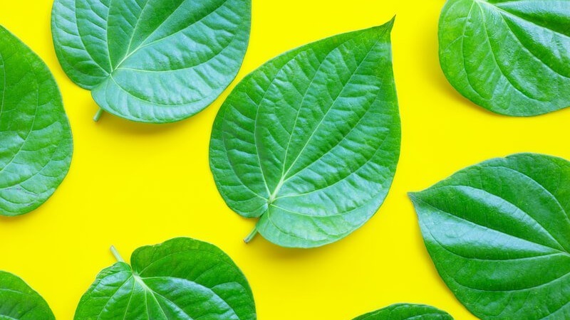 Bạn đã biết cách trị chàm khô bằng dầu dừa chưa? 3