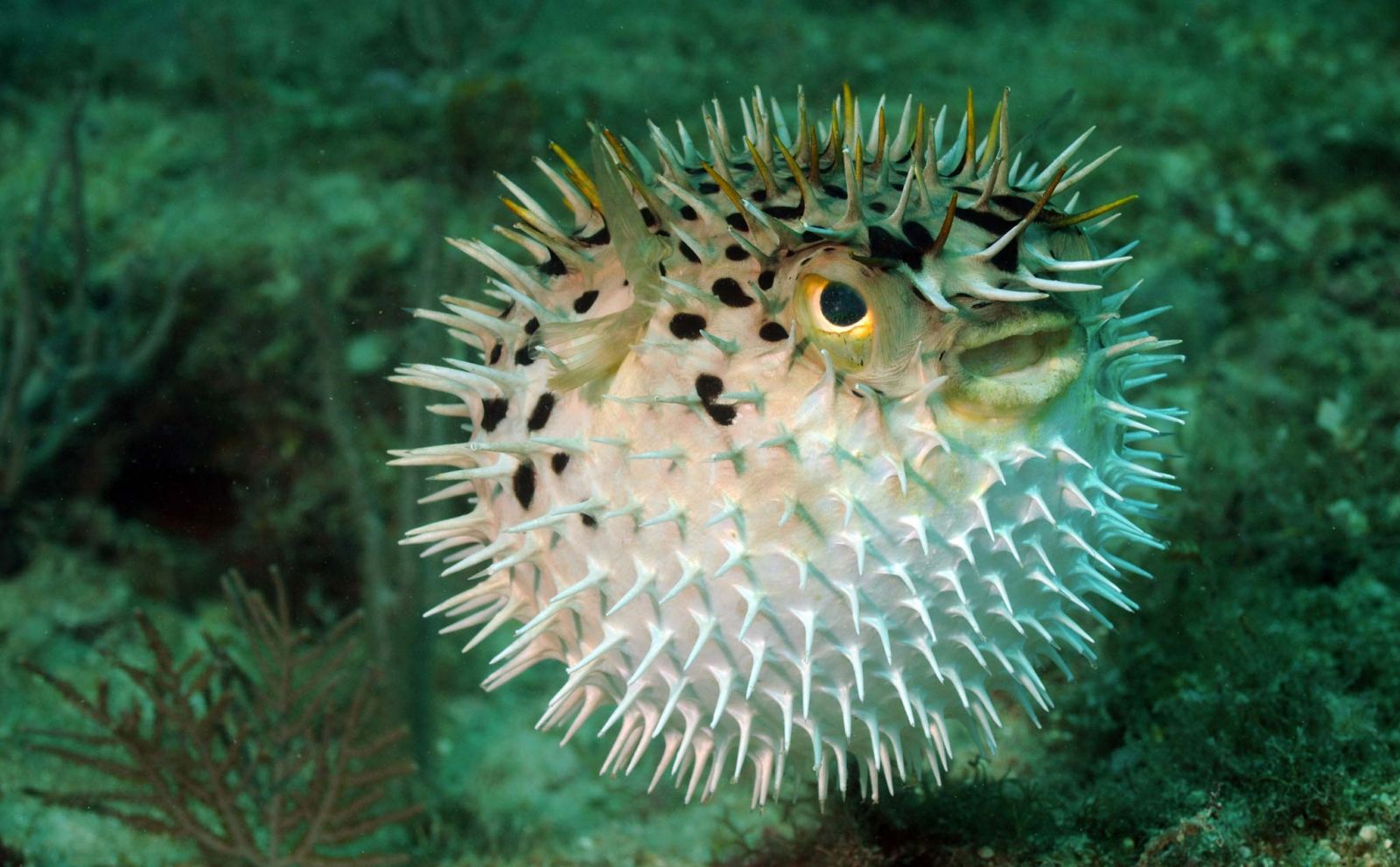 Tetrodotoxin là gì? Nguy cơ ngộ độc tetrodotoxin 2