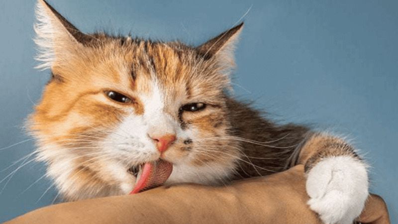 5 quan niệm sai lầm về bệnh dại ai cũng nên biết 2