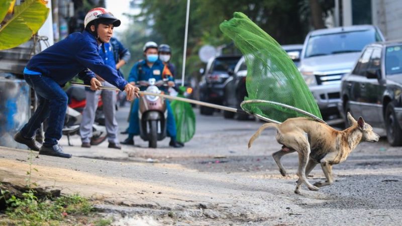 5 quan niệm sai lầm về bệnh dại ai cũng nên biết 4