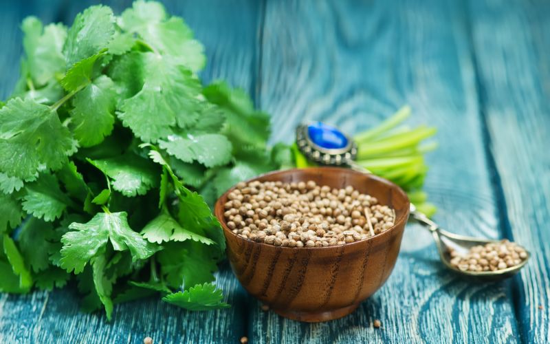 7 tác dụng cho sức khỏe của hạt rau mùi mà bạn không thể bỏ qua 2