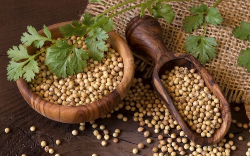 7 tác dụng cho sức khỏe của hạt rau mùi mà bạn không thể bỏ qua 5