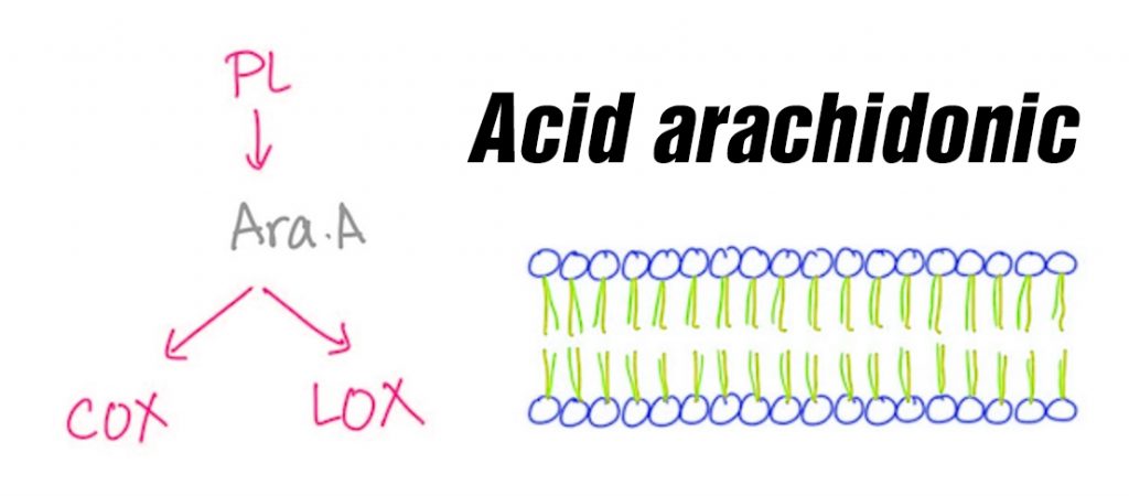 1-eicosanol là một loại cồn béo có mạch thẳng, được tạo ra bởi quá trình arachidic acid