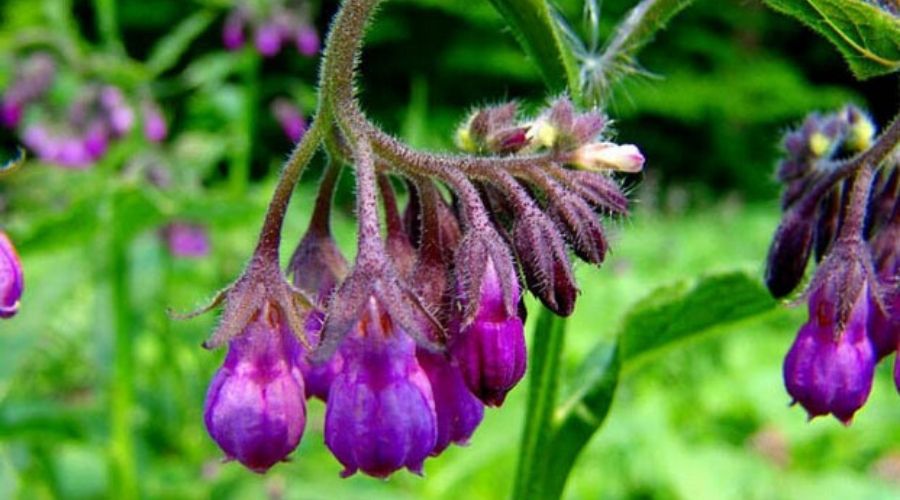 Allantoin là gì? Công dụng của Allantoin trong chăm sóc da-3