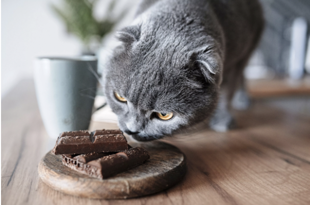 an-chung-voi-meo-co-sao-khong 2