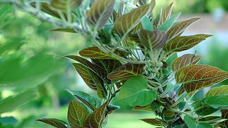 Bài thuốc nam trị viêm đại tràng từ những loại cây quen thuộc 3