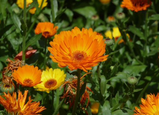 Calendula