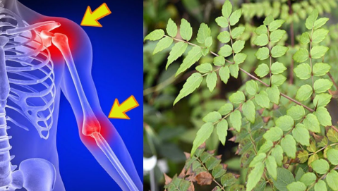 vị thuốc đơn châu chấu