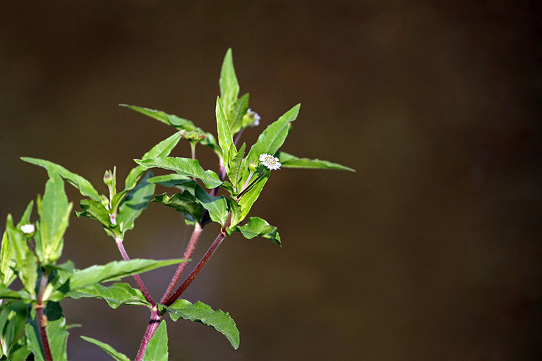 Cỏ mực trị ho hiệu quả đến bất ngờ! 1.jpg