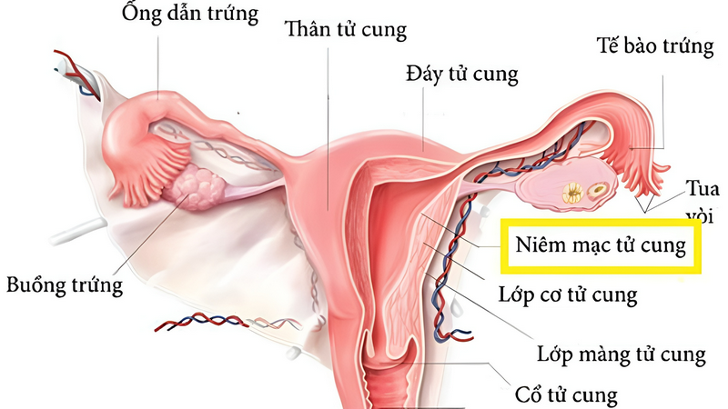 Có phải uống nước cam làm mỏng niêm mạc không? 1
