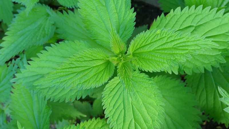 Có phải uống nước cam làm mỏng niêm mạc không? 6