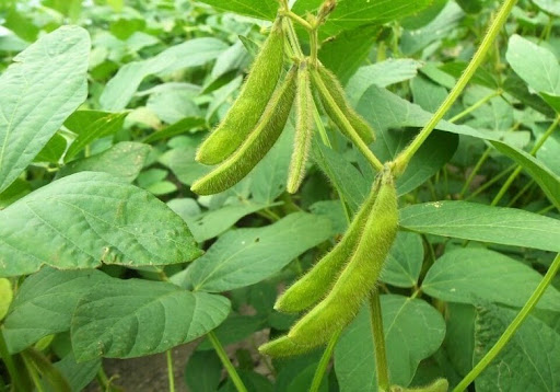 Cây đậu nành