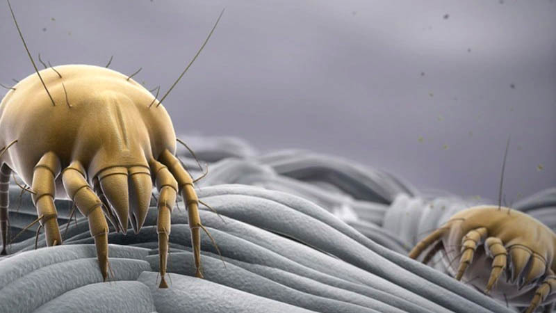 Dị ứng mạt bụi - Nguyên nhân gây ra viêm xoang, hen suyễn 2