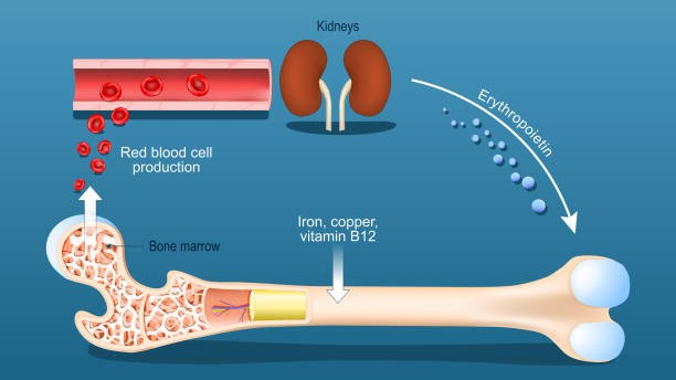 Erythropoietin là gì? Những điều người bệnh cần hiểu rõ trước khi dùng thuốc 2.jpg