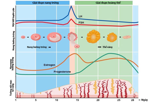 Tổng quan về hormone kích thích nang trứng 2