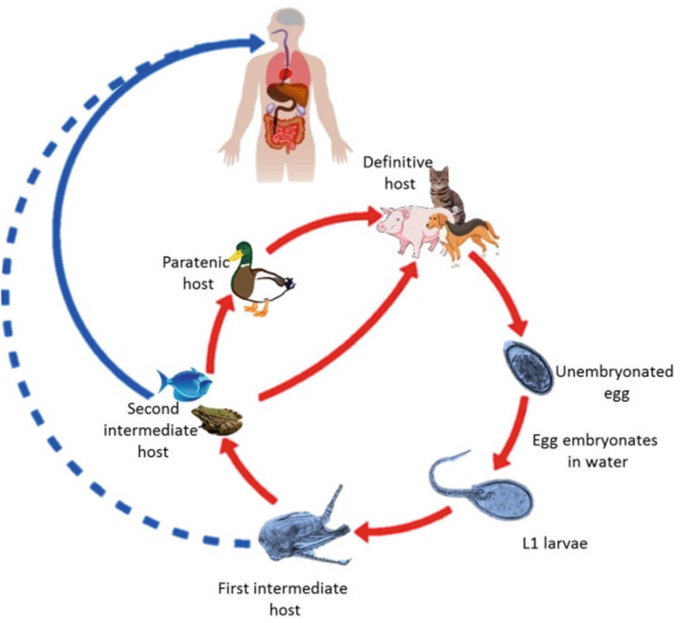 Giun đầu gai là gì? Những vấn đề cần biết về giun đầu gai 2