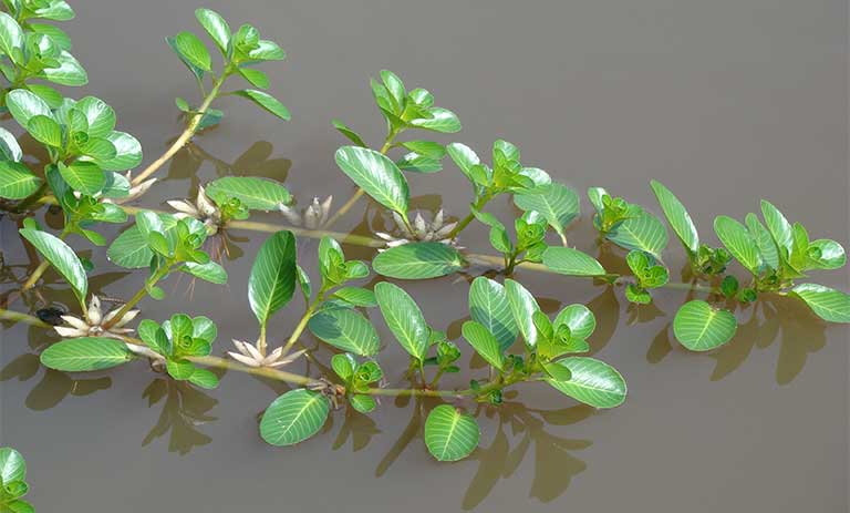 Gợi ý một số cây thuốc nam chữa viêm cầu thận 2.jpg