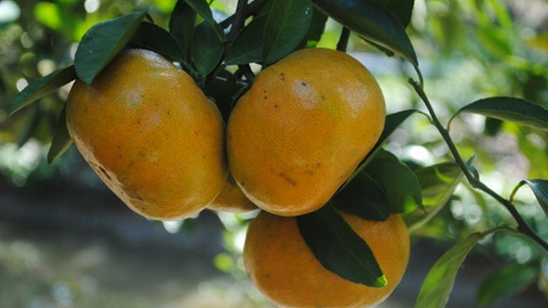 Khám phá dinh dưỡng có trong quýt hồng Lai Vung 1