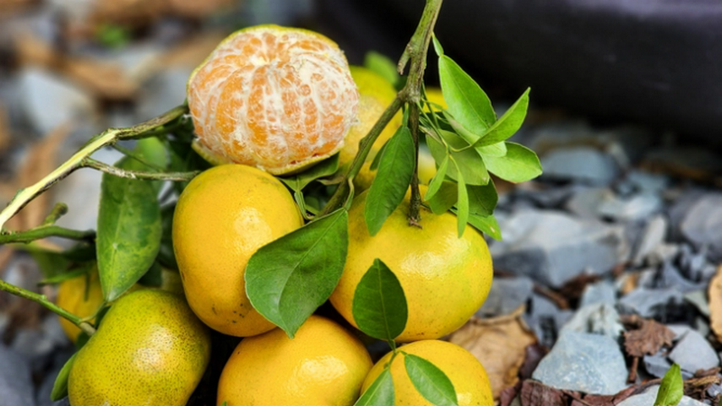 Khám phá dinh dưỡng có trong quýt hồng Lai Vung 4