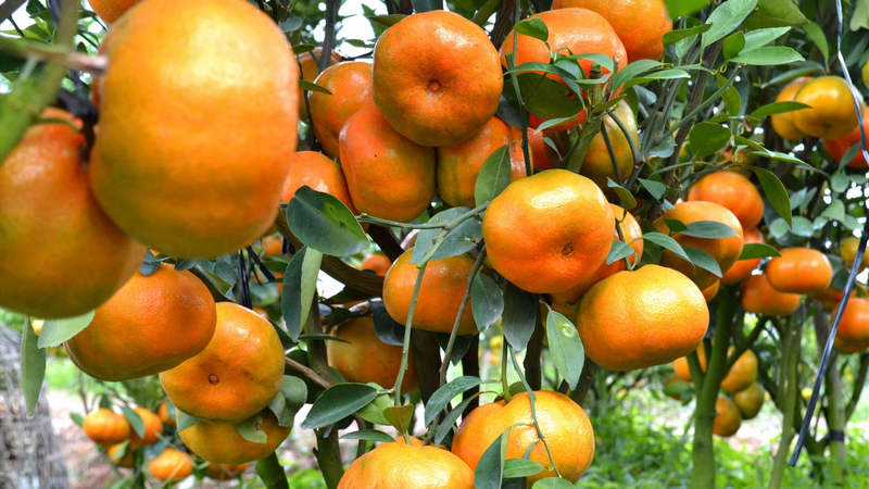 Khám phá dinh dưỡng có trong quýt hồng Lai Vung 5