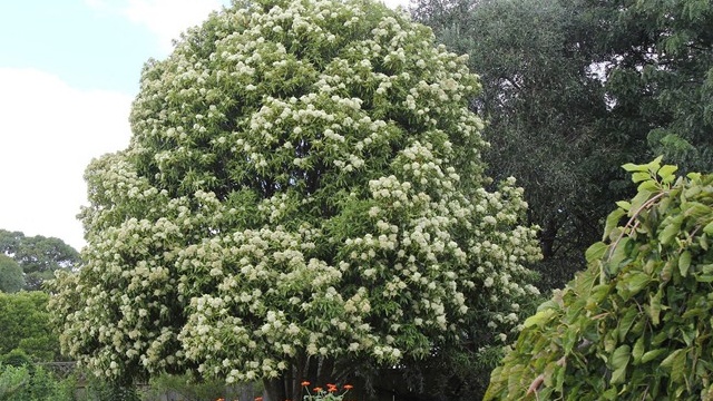 Lá chanh sim: Chiến binh bảo vệ sắc đẹp 1.jpg