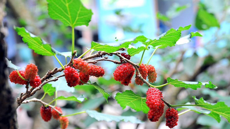 Lá dâu tằm ăn sống được không? Tác dụng phụ cần lưu ý là gì? 2